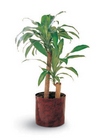 Corn Plant